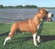 American stafford shire terrier