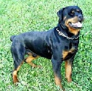 Rottweiler hermoso