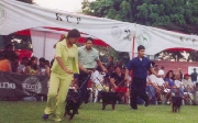 Entrenamiento canino