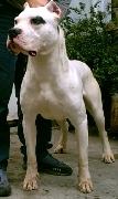 Criadero dogo argentino cabaa sarasua