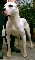 Criadero dogo argentino cabaña sarasua