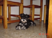 Schnauzer miniatura negro y plata