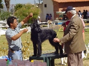 Schnauzer gigante negro-  ya quedan pocos