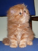 Venta gatitos Persa Exotico  Himalaya c/ pedigree