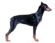 Venta de  perros pinscher enano