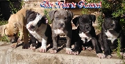 Cachorros american staffordshire terrier