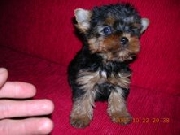 Vendo hermosos cachorros