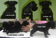 schnauzers miniatura negros y sal y pimienta