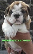 Bulldog ingles cachorros