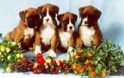 Cachorros boxer