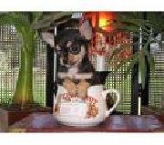 Cachorro de chihuahua de t-taza diminuto