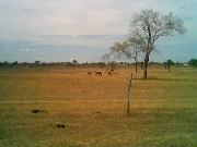 Vendo finca en guarico