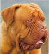 Cachorros dogo de burdeos