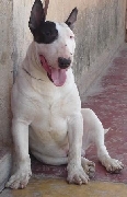 Bull terrier