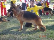 Cachorros ovejero aleman