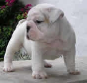 Criadero stardog bulldog