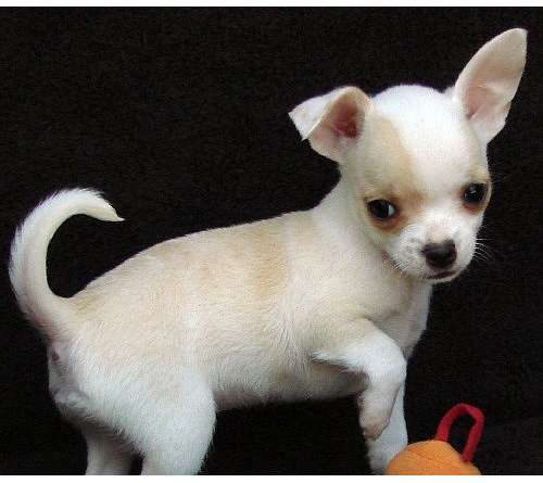 chihuahua cachorros a la venta 280 euros cada uno
