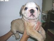 Cachorros bulldog ingls con buen pedigr 