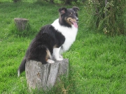 Shetland - collie miniatura