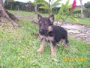 Vendo cachorros pastor aleman pura raza