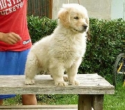 Espectaculares cachorros golden retriever