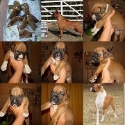 Cachorro bxer: estructura y pedigree.