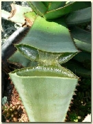 Hojas de sabila / aloe vera