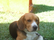 Beagle de dos aos de edad busca novia