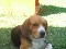 Beagle de dos años de edad busca novia