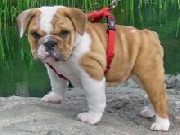 Offrezo  bulldog ingles con papeles