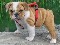 Offrezo  bulldog ingles con papeles