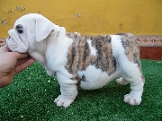 English Bulldog puppies  t