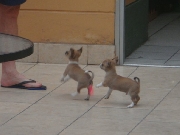 Vendo precioso chihuahua