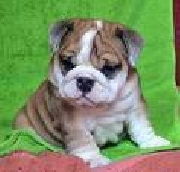 Bulldog ingles