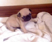 Hermosos pug