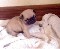 Hermosos pug