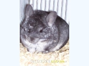 Vendo criadero de chinchillas excelente genetica