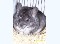 Vendo criadero de chinchillas excelente genetica