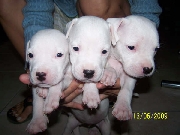 Cachorras dogos argentinos  nacidas el 14 de mayo