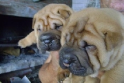 Arrugados shar pei