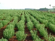 Venta de stevia al por mayor