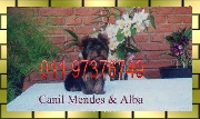 Filhotes yorkshire-maltes-shih tzu e outros