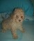 Reserva tu caniche toy para el dia de la madre