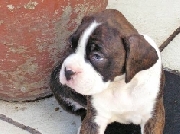 Cachorra boxer en venta