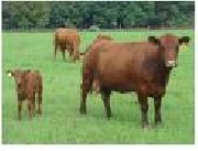 Vendo propiedad rural en itapua