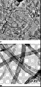 Nanotubos de carbono