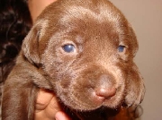 Vendo cachorros labradores negros y chocolates