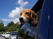 beagle 13 famoso bush busca novia en merida