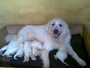 Cachorros de gran pirineo