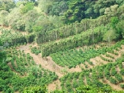 Coffee finca in alajuela san pedro poas top price